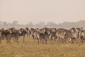 Spot the herd of the zebra migration in Green Season.