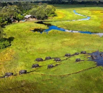 Massive elephant herds crossing in front of camp. 