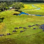 Mandrie enormi di elefanti.