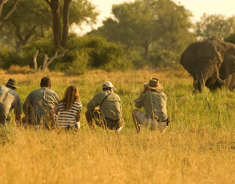 khwai-leadwood-walking-safari