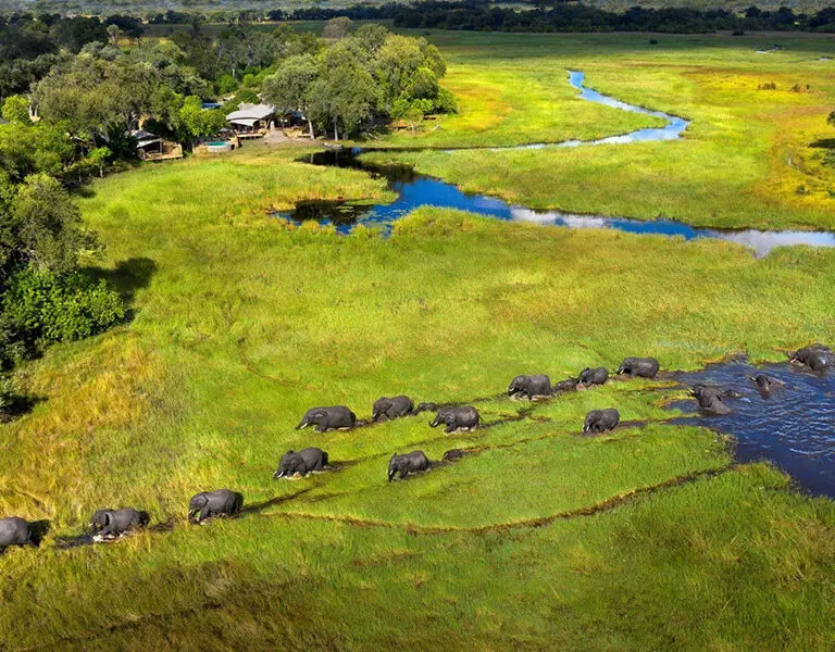 khwai-leadwood_ellies