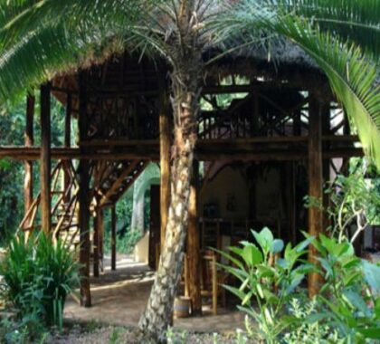 Kibale Forest Camp is set in the midst of a dense indigenous forest.
