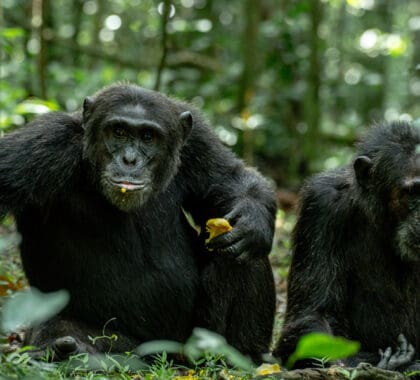 The residents of the forests offer a unique safari experience | Go2Africa