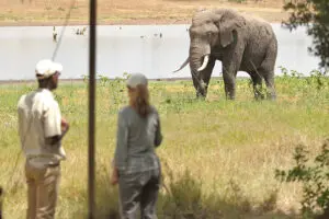 desayuno con un elefante a la vista.