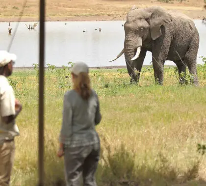 breakfast with a elephant in sight.
