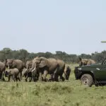 Excepcionales avistamientos de fauna salvaje en el Kichwa Tembo Tented Camp.