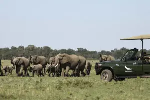 Excepcionales avistamientos de fauna salvaje en el Kichwa Tembo Tented Camp.
