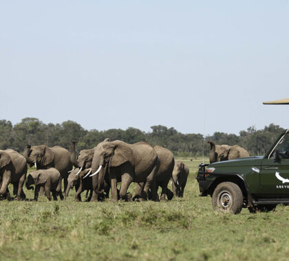 Exceptional wildlife sightings at Kichwa Tembo Tented Camp.