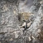 Increíble avistamiento de depredador.