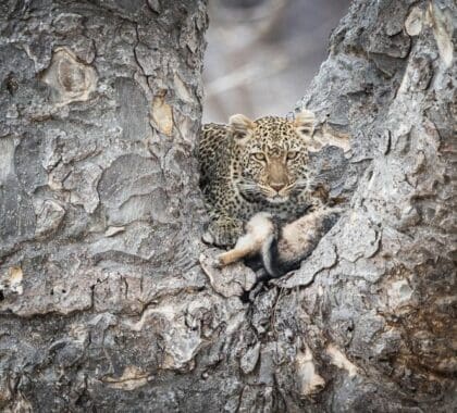 Kigelia Ruaha-Leopard