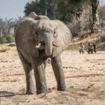 Safari a pie por el Parque Nacional de Ruaha.