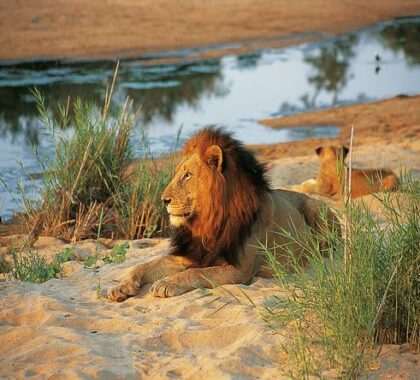 See african wildlife closer then ever before while going on a game drive or a walking safari
