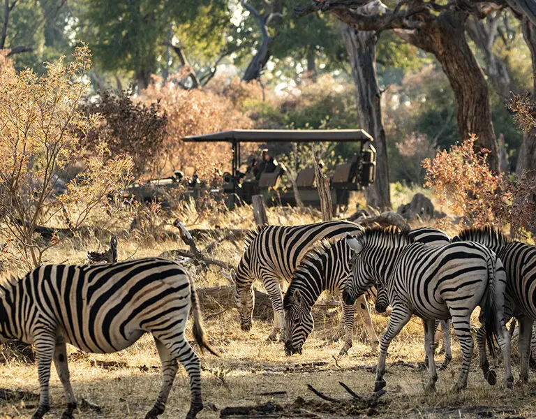 Game drives in Linyanti.