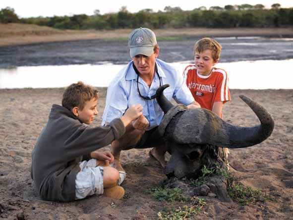 When it comes to family safaris, it's safety first for Kruger's rangers: this is as close to a buffalo as your children will get!