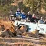 Los safaris guiados le brindan la oportunidad de disfrutar de avistamientos de cerca: alquile un vehículo privado y un guía para disfrutar en familia de avistamientos exclusivos.