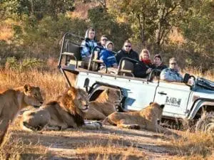 Los safaris guiados le brindan la oportunidad de disfrutar de avistamientos de cerca: alquile un vehículo privado y un guía para disfrutar en familia de avistamientos exclusivos.