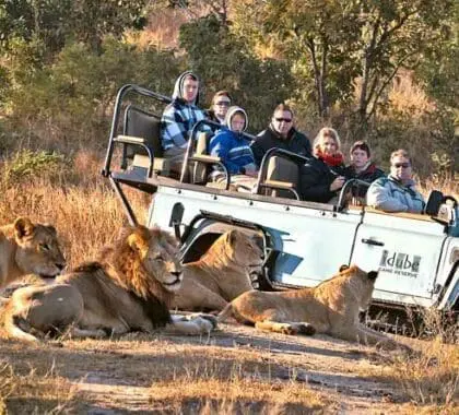 Los safaris guiados le brindan la oportunidad de disfrutar de avistamientos de cerca: alquile un vehículo privado y un guía para disfrutar en familia de avistamientos exclusivos.