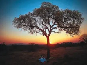 Prepárese para algunas sorpresas de luna de miel: un safari nocturno puede acabar en una cena al aire libre bajo un dosel de estrellas deslumbrantes.