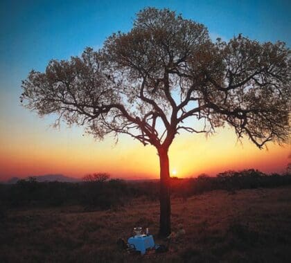 Prepárese para algunas sorpresas de luna de miel: un safari nocturno puede acabar en una cena al aire libre bajo un dosel de estrellas deslumbrantes.
