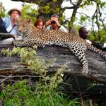 Los mejores lodges de Kruger ofrecen los mejores avistamientos de fauna salvaje: ¡los leopardos son una especialidad!