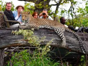 Los mejores lodges de Kruger ofrecen los mejores avistamientos de fauna salvaje: ¡los leopardos son una especialidad!
