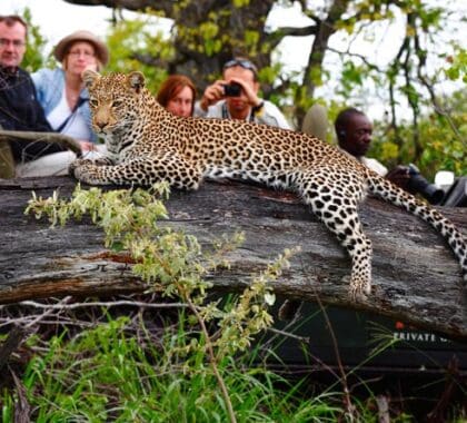 Los mejores lodges de Kruger ofrecen los mejores avistamientos de fauna salvaje: ¡los leopardos son una especialidad!