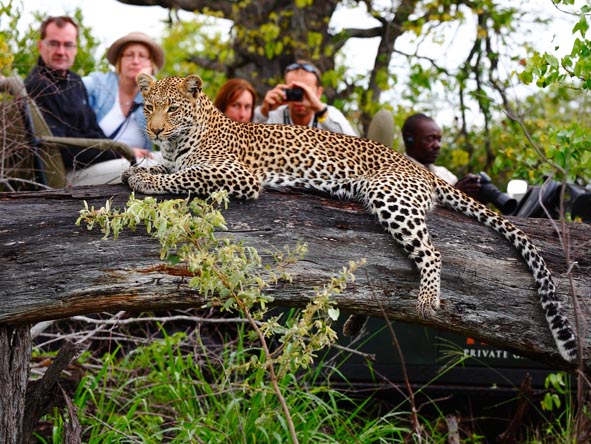 Kruger's best lodges deliver the best wildlife sightings - leopards are a speciality!