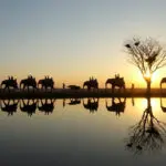 Camp Jabulani ofrece safaris a lomos de elefante, ¡una forma única de buscar a los 5 Grandes!