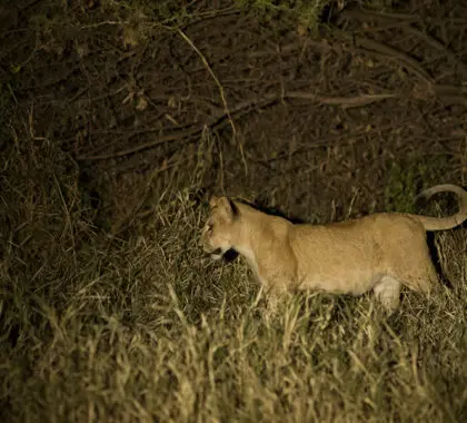Safari nocturno.