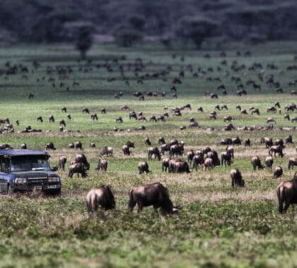 Situado en las llanuras meridionales del Serengeti, este campamento se encuentra en el epicentro de la migración.