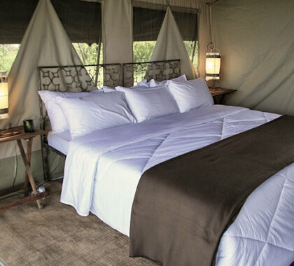 There's a simple, calm elegance to each of the camp's four luxurious tented suites.
