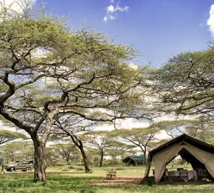El campamento está a la sombra de grandes acacias.