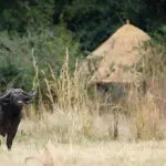 En Kuyenda abunda la fauna salvaje, pero hay que mantener las distancias con los búfalos, ya que suelen embestir sin previo aviso.