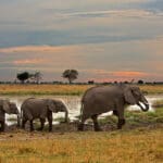 Excellent game viewing.