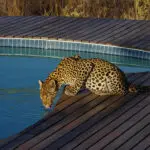 A camp frequented by wildlife.