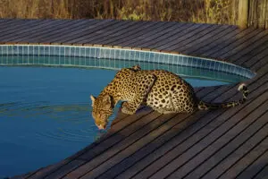 A camp frequented by wildlife.