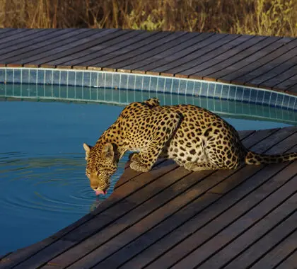 Un campamento frecuentado por la fauna salvaje.