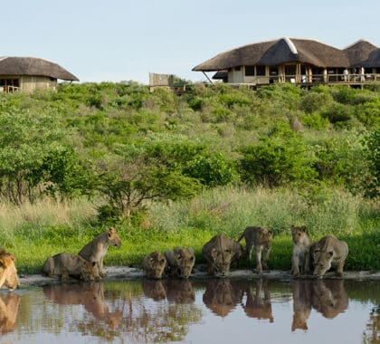 Kwando-Tau-Pan-Camp-copia-4