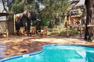 KwandoLagoonCamp-SwimmingPool-Elephant