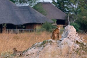 KwandoLebalaCampamento-Exterior-Cheetah