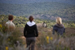 Los adultos pueden realizar safaris a pie para ver los 5 grandes, mientras que los niños pueden disfrutar de una serie de actividades adecuadas, como un paseo por la naturaleza para aprender a rastrear. 