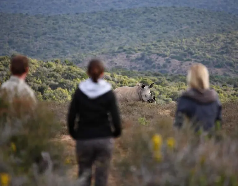Big 5 walking safaris are available for adults, while children can enjoy a range of suitable activities including a a nature walk to learn about tracking. 