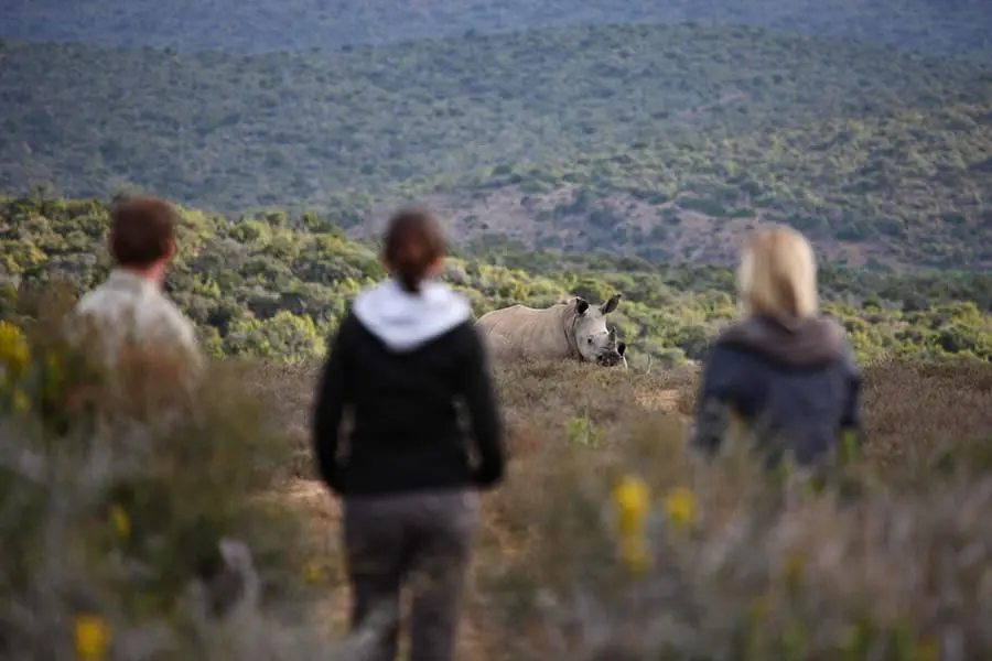 Los adultos pueden realizar safaris a pie para ver los 5 grandes, mientras que los niños pueden disfrutar de una serie de actividades adecuadas, como un paseo por la naturaleza para aprender a rastrear. 