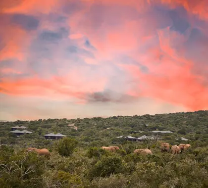 Ellies alrededor del albergue. 