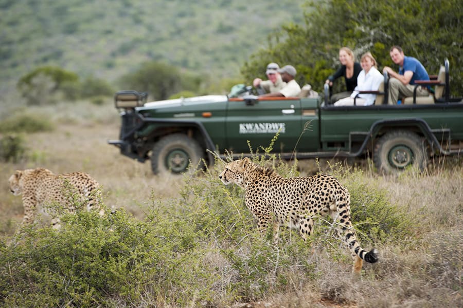 Two cheetah walk just behind one another while a Kwandwe game vehicle quietly watches them go by | Go2Africa