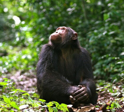 Seek out primates like chimpanzees.