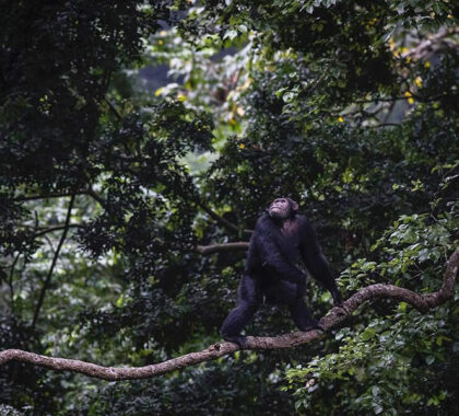 Queen Elizabeth offers many exciting activities like trekking chimps.