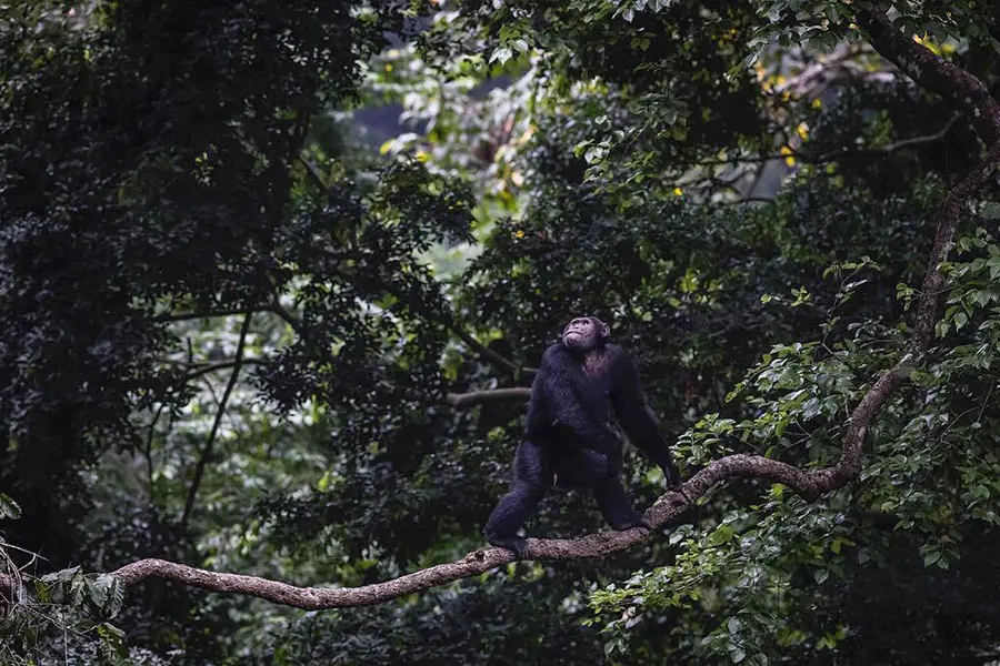Queen Elizabeth ofrece muchas actividades emocionantes, como trekking en busca de chimpancés | Kyambura Gorge Lodge