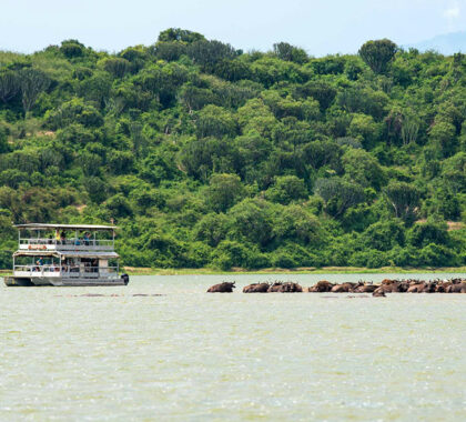 Kazinga Channel boat cruise.