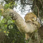 Busque a los leones trepadores de árboles en Ishasha.